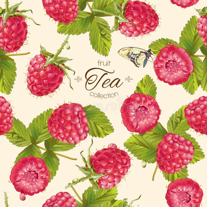 Modelo del té de la frambuesa del vector libre illustration Modelo del té de la frambuesa del vector libre illustration