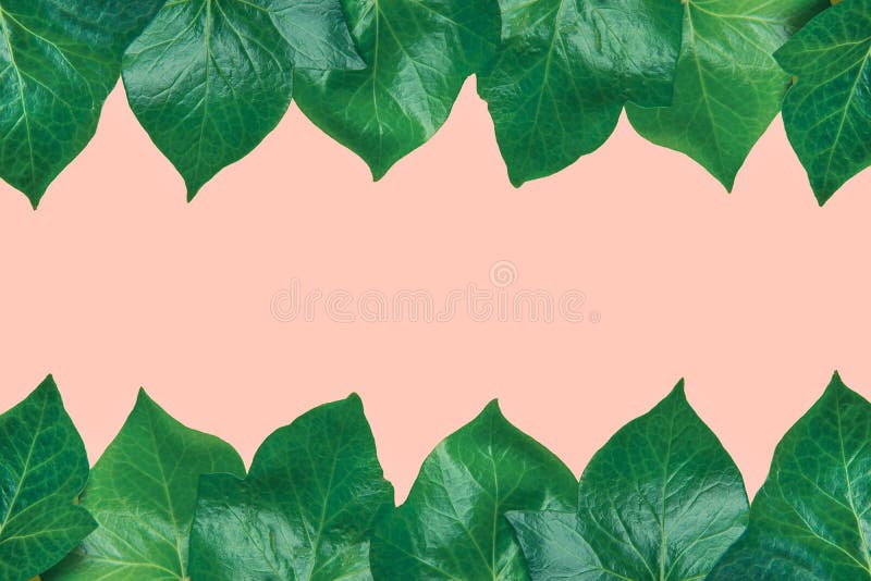 Modelo hermoso de las hojas verdes frescas de la hiedra dispuestas en marco superior e inferior de la frontera en fondo rosa clar