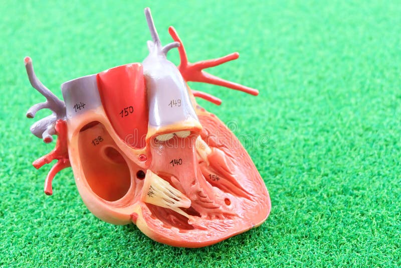 Modelo humano de la anatomía del corazón fotografía de archivo Modelo humano de la anatomía del corazón fotografía de archivo