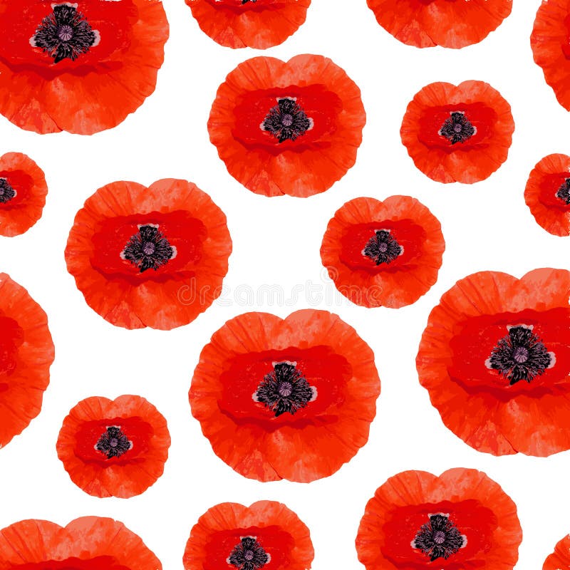 Modelo incons?til de las flores realistas de la amapola Amapolas rojas aisladas en un fondo blanco stock de ilustración Modelo incons?til de las flores realistas de la amapola Amapolas rojas aisladas en un fondo blanco stock de ilustración
