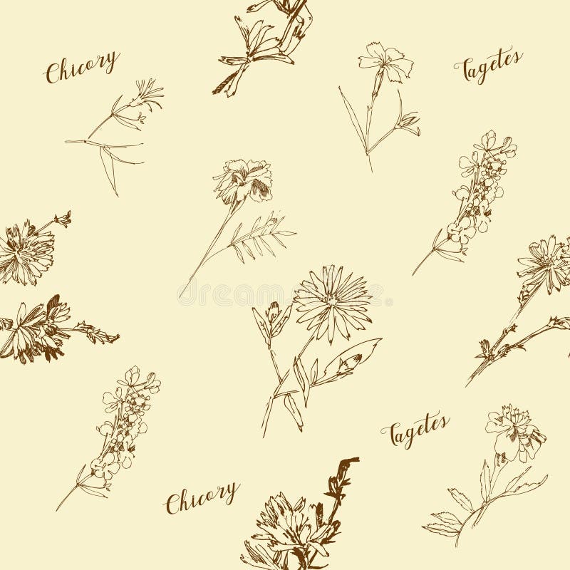 Modelo inconsútil con las flores salvajes con bosquejos botánicos del verano libre illustration Modelo inconsútil con las flores salvajes con bosquejos botánicos del verano libre illustration