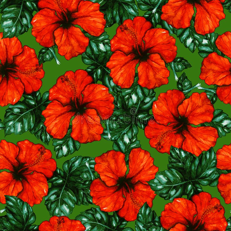 Modelo inconsútil del hibisco de la acuarela del karkade de la planta exótica tropical roja de la flor ilustración del vector Modelo inconsútil del hibisco de la acuarela del karkade de la planta exótica tropical roja de la flor ilustración del vector