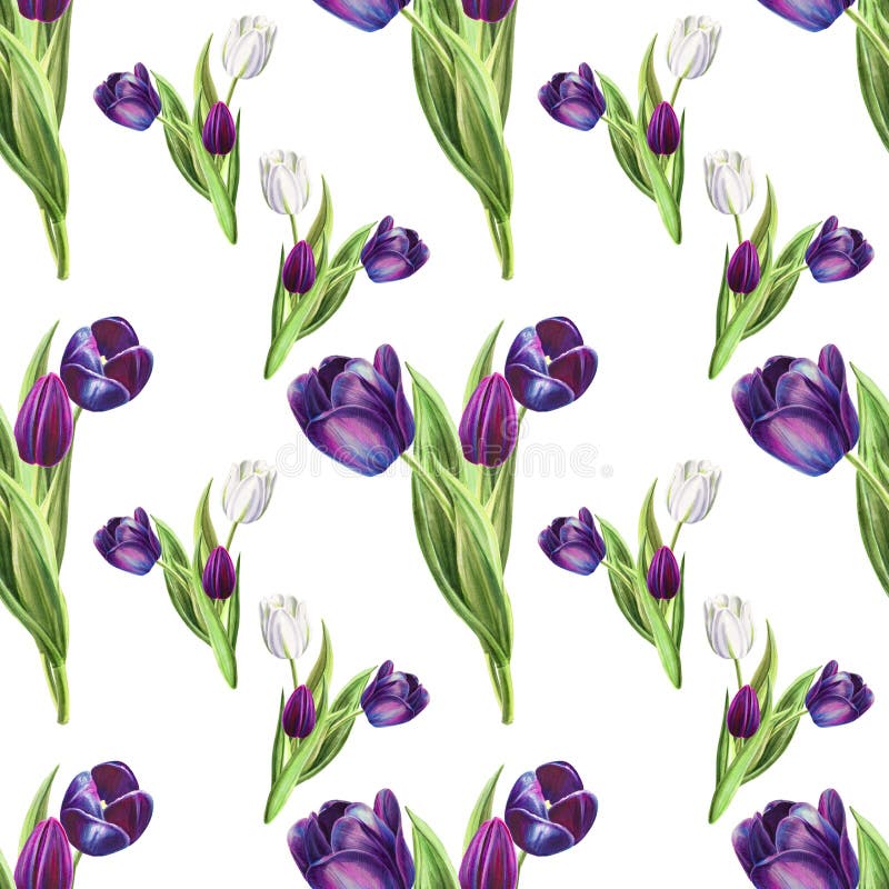 Modelo inconsútil del tulipán blanco y negro hermoso Dibujo del marcador Pintura de la acuarela stock de ilustración Modelo inconsútil del tulipán blanco y negro hermoso Dibujo del marcador Pintura de la acuarela stock de ilustración
