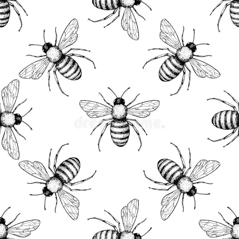 Modelo inconsútil del vector de la abeja Fondo dibujado mano del insecto