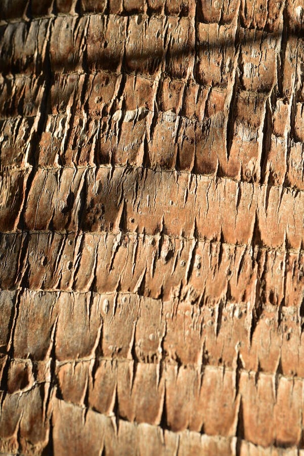 Modelo tropical de la naturaleza del mejor de palmera del tronco fondo de la textura imagen de archivo Modelo tropical de la naturaleza del mejor de palmera del tronco fondo de la textura imagen de archivo