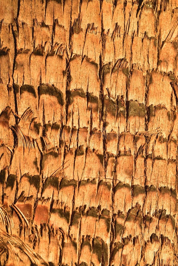 Modelo tropical de la naturaleza del mejor de palmera del tronco fondo de la textura imagen de archivo libre de regalías Modelo tropical de la naturaleza del mejor de palmera del tronco fondo de la textura imagen de archivo libre de regalías