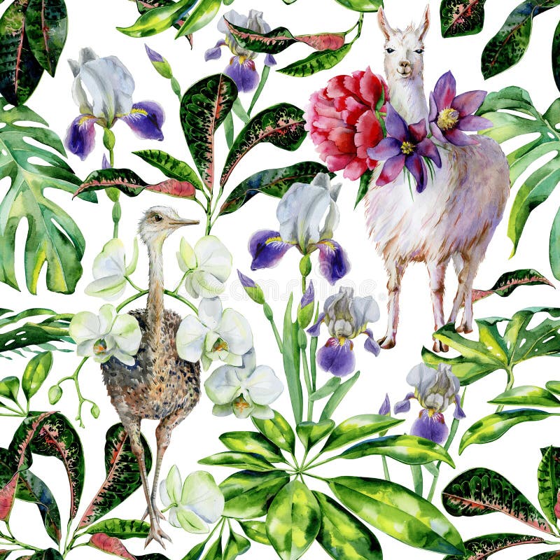 Modelo tropical inconsútil de la acuarela de la llama de la alpaca, de la avestruz y de la historieta con la pasque-flor, peonía, libre illustration Modelo tropical inconsútil de la acuarela de la llama de la alpaca, de la avestruz y de la historieta con la pasque-flor, peonía, libre illustration