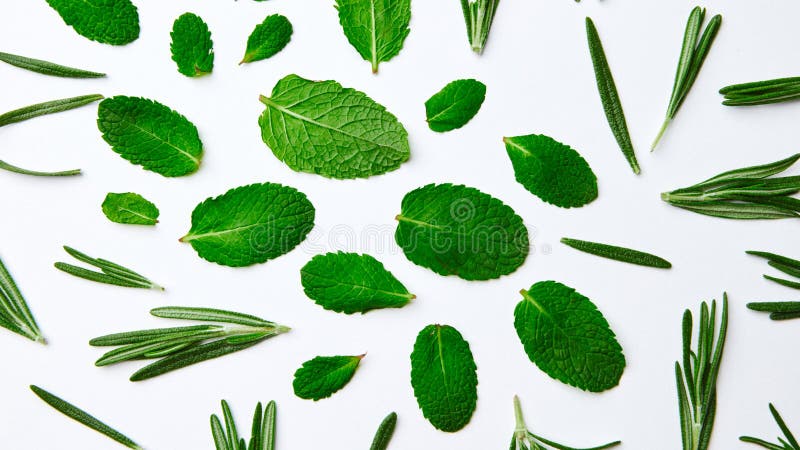 Modelo verde de las hojas y del romero de menta en un fondo blanco Fondo natural Endecha plana fotos de archivo libres de regalías Modelo verde de las hojas y del romero de menta en un fondo blanco Fondo natural Endecha plana fotos de archivo libres de regalías
