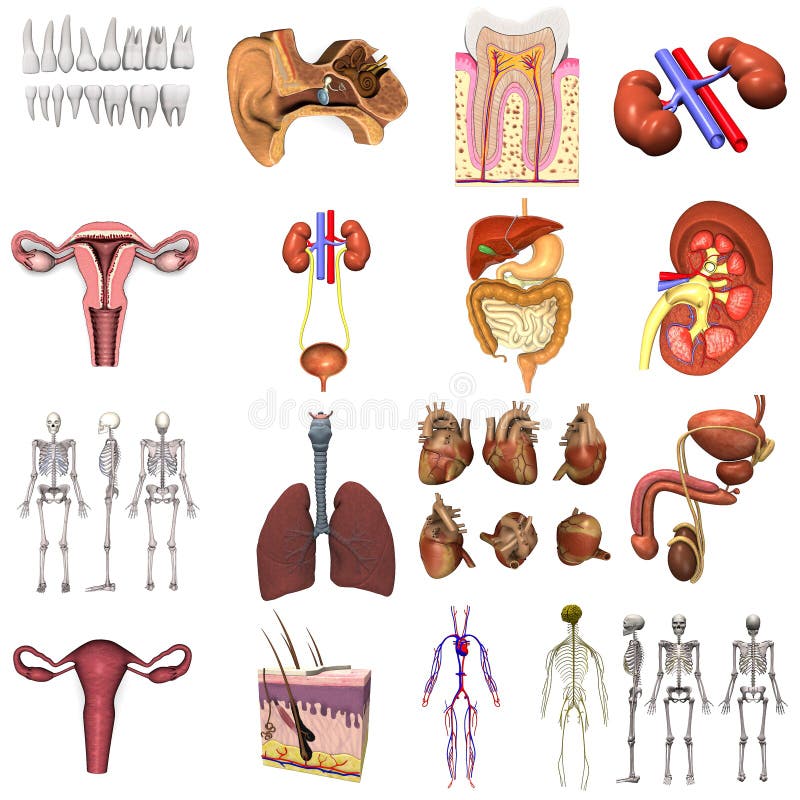 Human Organs Icon Set Stock Illustration Illustration Of Knee 54540927 