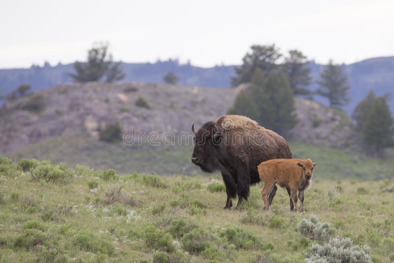 Moder och nyligen uthärdad buffel i Wyoming arkivfoto Moder och nyligen uthärdad buffel i Wyoming arkivfoto