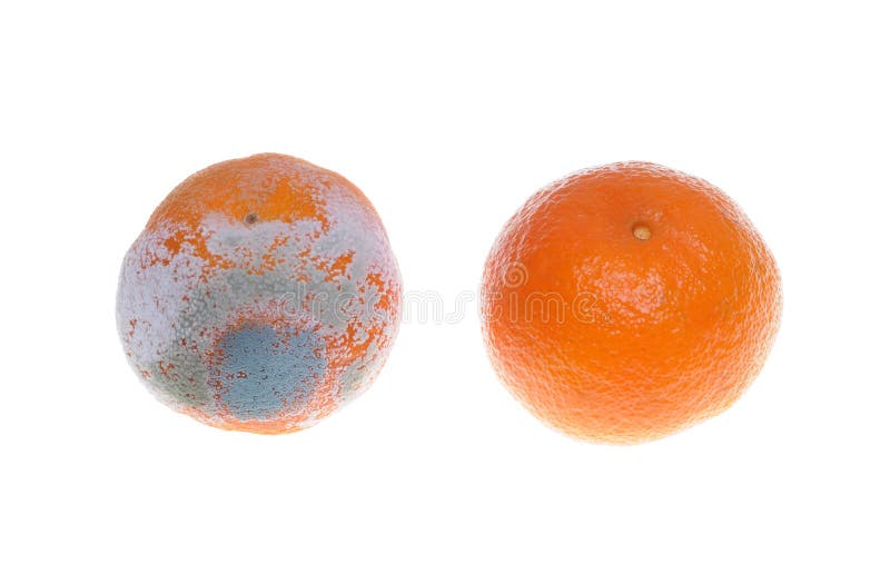 Moderige und frische Mandarine stockbild Moderige und frische Mandarine stockbild