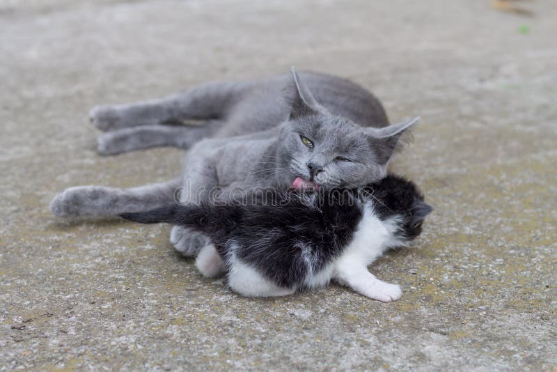 Moderkatt som ansar henne för att behandla som ett barn kattungen royaltyfri bild Moderkatt som ansar henne för att behandla som ett barn kattungen royaltyfri bild