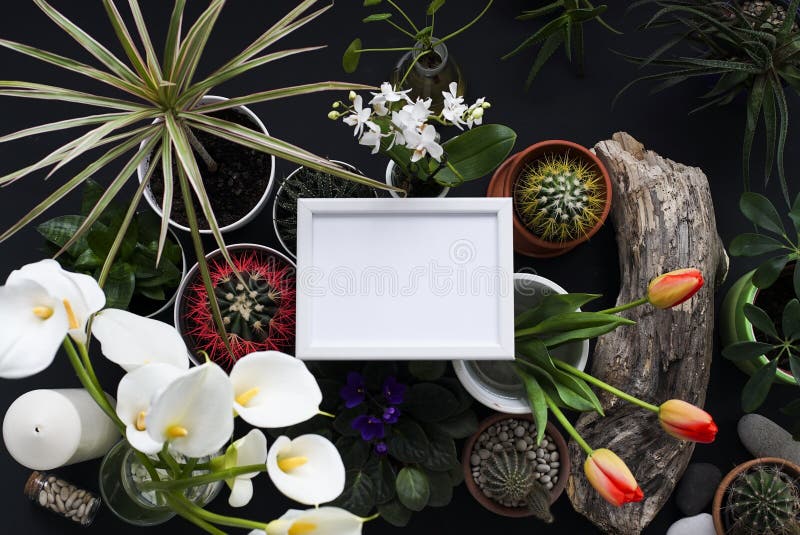 Download Picture Frame Mockup. Cactus, Succulent Plants, Tulips ...
