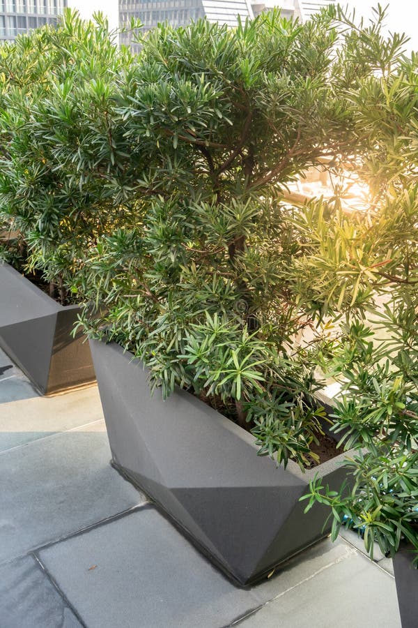 Modern Design Rectangular Pots with Planting on Hotel Terrace Stock