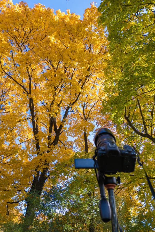 Modern digital camera on a tripod pointed toward yellow autumn maple tree royalty free stock image