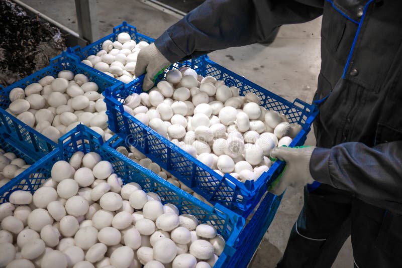 Modern industrial cultivation of white mushrooms in large volumes