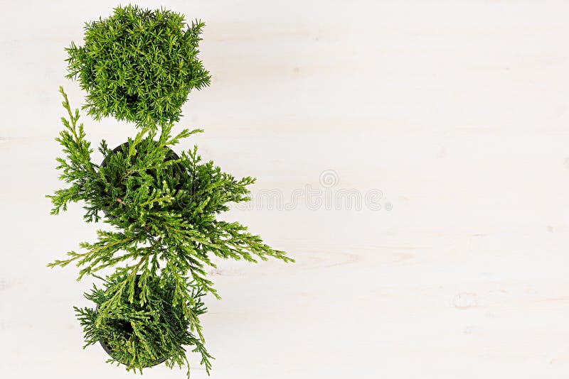 Modern, minimalist composition with border of conifer plants in pots top view on white wooden board background. Blank copy space. royalty free stock photos Modern, minimalist composition with border of conifer plants in pots top view on white wooden board background. Blank copy space. royalty free stock photos