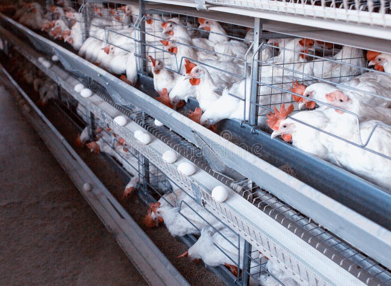 Modern New Poultry Breeding and Egg Production, copy space, chicken farm, organic