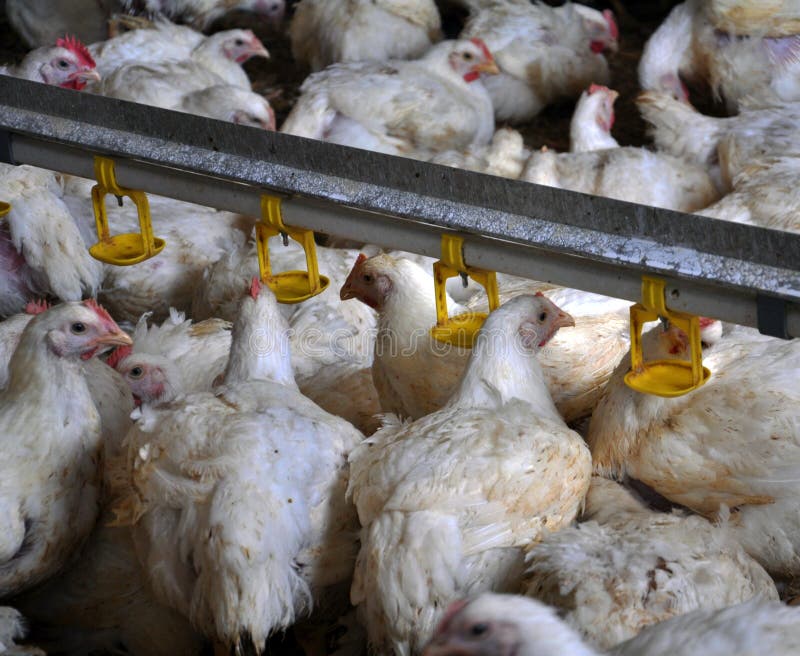 Chicken Broilers Near the Drink_4 Stock Photo Image of farm, eating