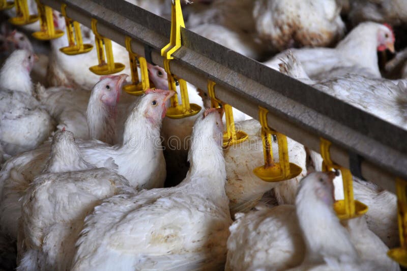 Chicken Broilers Near the Drink_13 Stock Image Image of diet