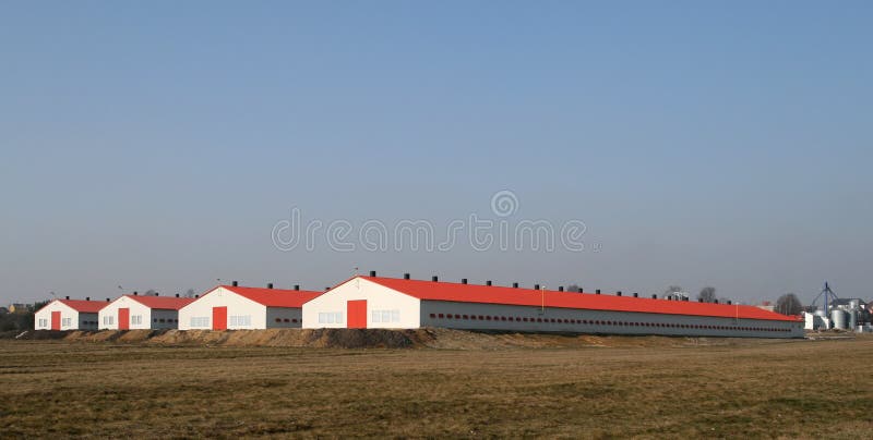Modern poultry farms