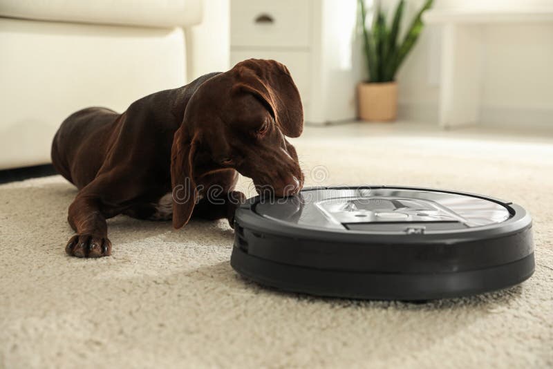 Modern Robotic Vacuum Cleaner and German Shorthaired Pointer on Floor