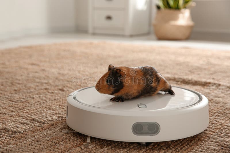 Modern Robotic Vacuum Cleaner and Guinea Pig on Floor at Home Stock