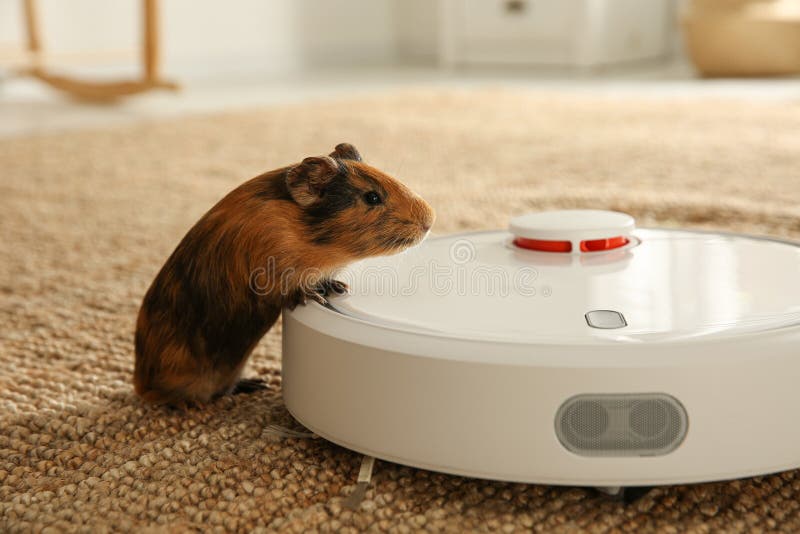 Modern Robotic Vacuum Cleaner and Guinea Pig on Floor at Home Stock