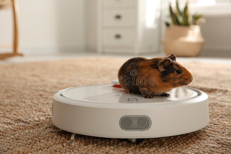Modern Robotic Vacuum Cleaner and Guinea Pig on Floor at Home Stock