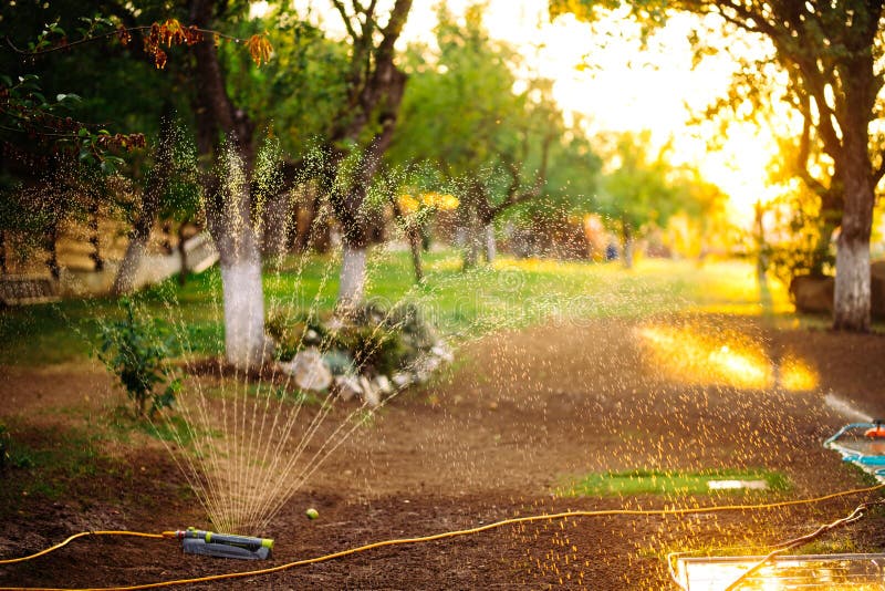 Sprinkler Working on Grass Irrigation. Sprinkler System Watering the