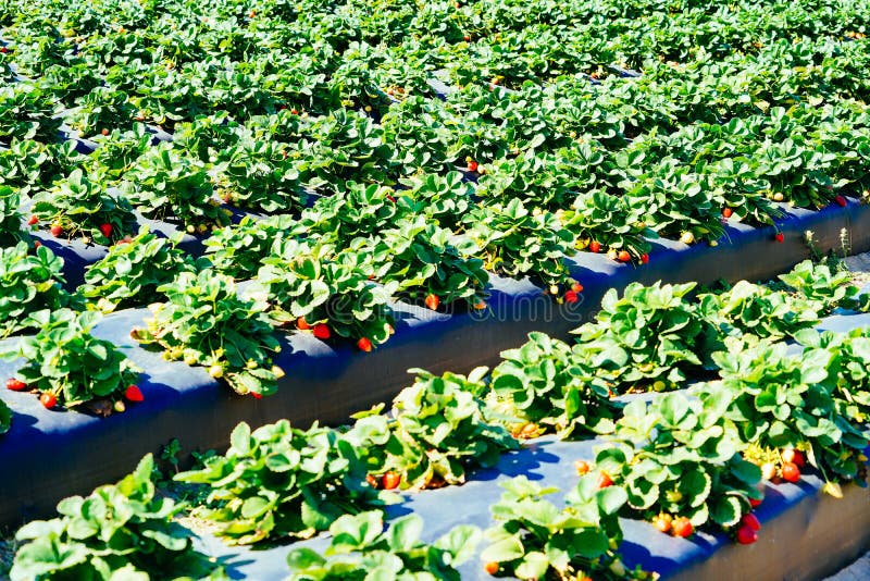 A Modern Upick Strawberry Farm Stock Image Image of field, blue