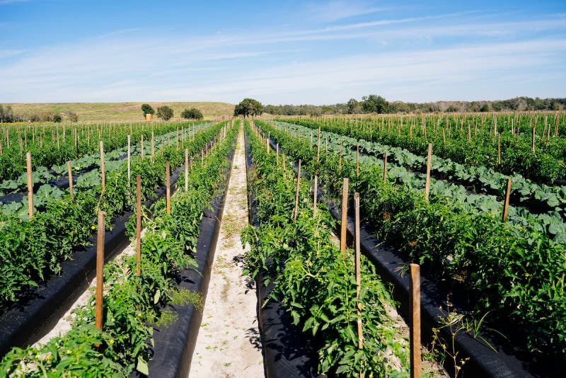 Vegetable Farm in Florida in Winter Stock Photo Image of leaf
