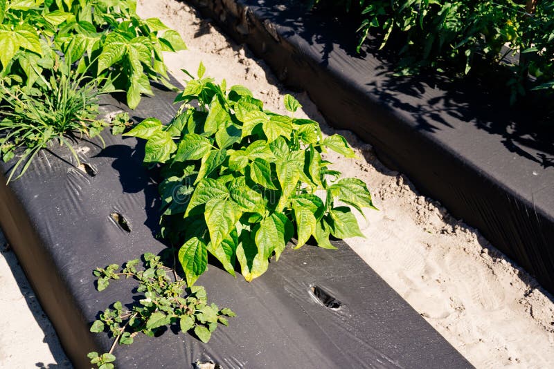 Vegetable Farm in Florida in Winter Stock Image Image of agriculture