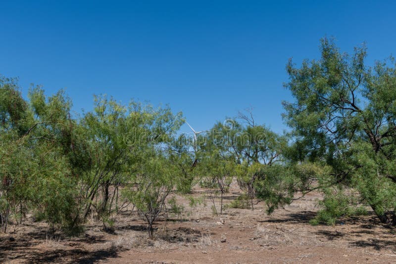Modern west Texas vista in the summer with wind turbines in the desert. Texas wind energy turbines stock images, royalty-free photos and pictures