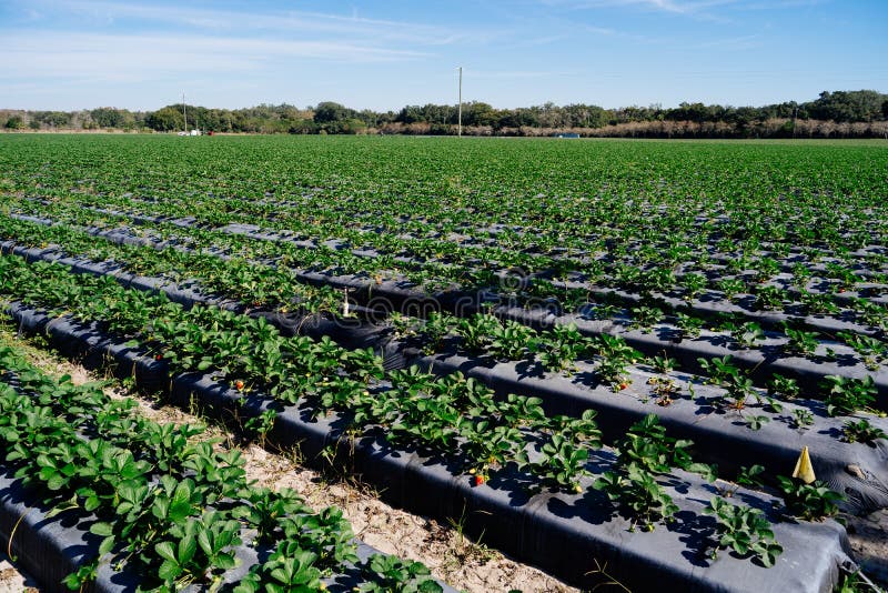 A Modern Upick Strawberry Farm Stock Photo Image of blue, growing