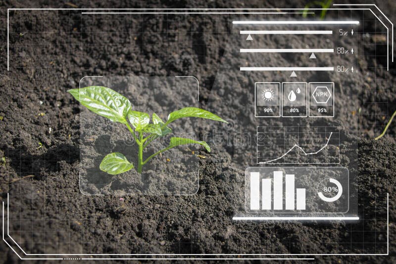 Moderne und intelligente Landwirtschaft 40 junge Sprossenpflanzen wachsen auf dem Feld mit technologischer Landwirtschaft und zeig lizenzfreie abbildung