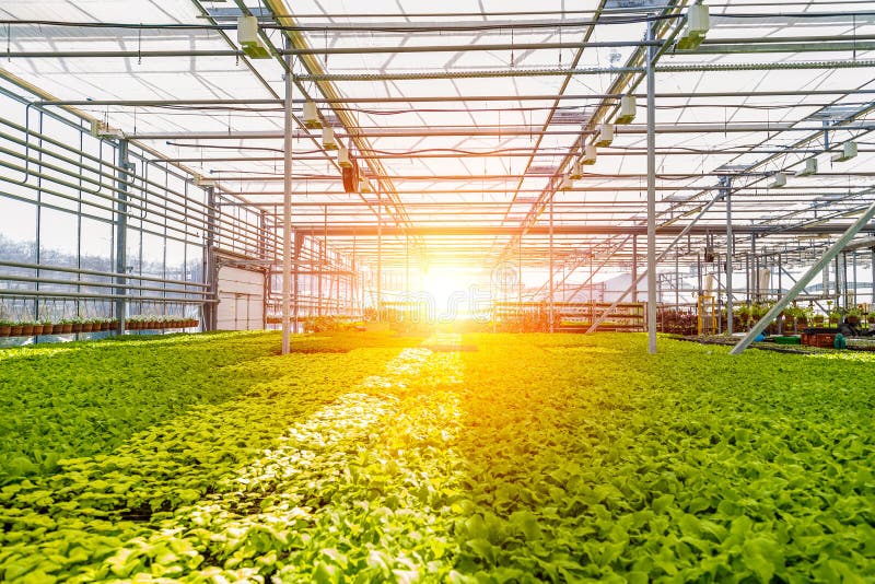 Modernes Wasserkulturgewächshaus mit Klimaregelungssystem für Bearbeitung von Blumen und von Zierpflanzen für die Gartenarbeit stockbild