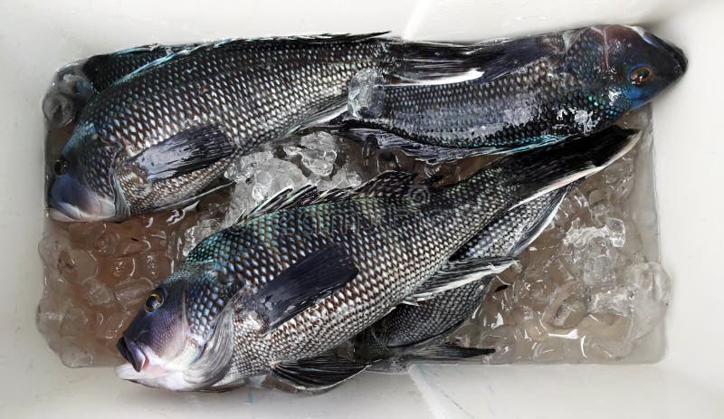 Modest Black Sea Bass Catch royalty free stock images Modest Black Sea Bass Catch royalty free stock images