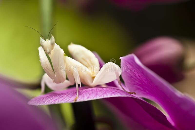 Modliszki orchidea fotografia royalty free