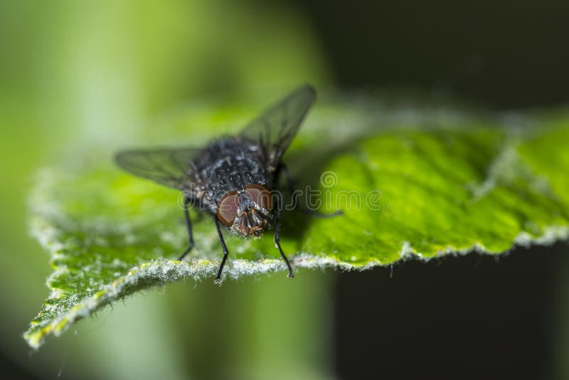 Modrak komarnicy lub bottlebee Calliphora vomitoria zbliżenie lata r obrazy stock Modrak komarnicy lub bottlebee Calliphora vomitoria zbliżenie lata r obrazy stock