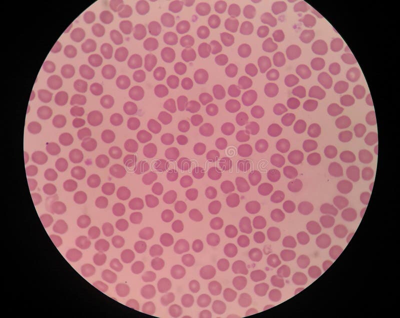 Red Blood Cells Medical Science Background. Stock Image Image of