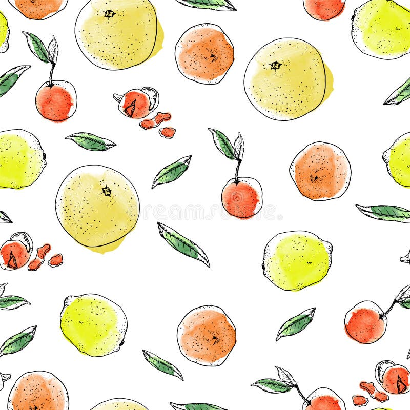 Modèle d'agrumes de croquis d'encre et d'aquarelle sur le fond blanc Pamplemousses, oranges oranges, citrons jaunes illustration libre de droits Modèle d'agrumes de croquis d'encre et d'aquarelle sur le fond blanc Pamplemousses, oranges oranges, citrons jaunes illustration libre de droits