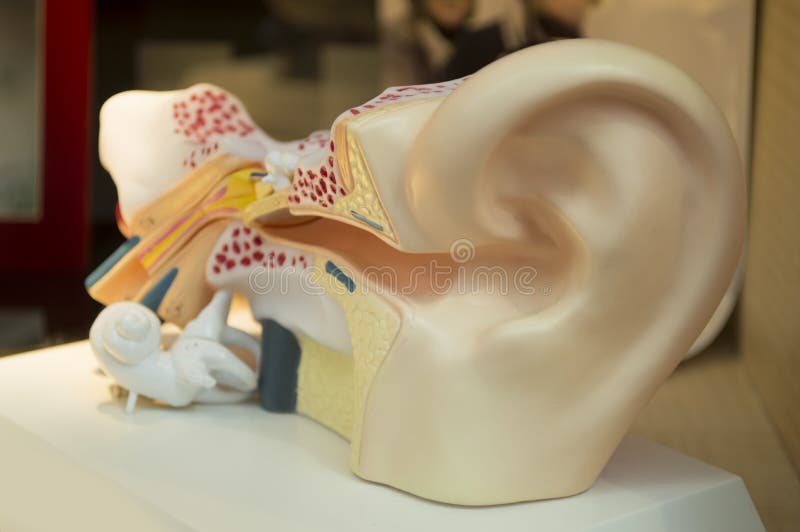 Modèle d'une oreille humaine photos stock Modèle d'une oreille humaine photos stock