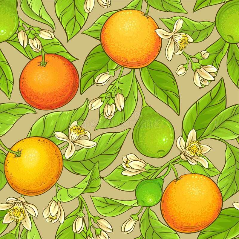 Modèle de vecteur de pamplemousse illustration stock Modèle de vecteur de pamplemousse illustration stock
