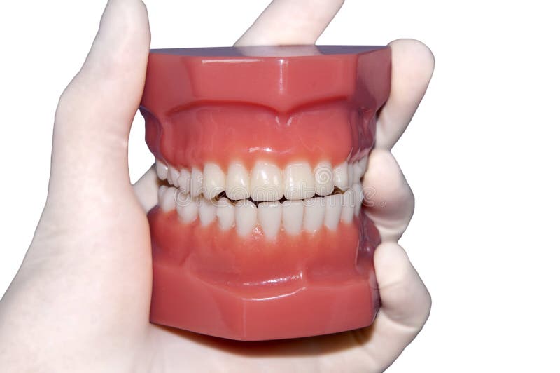 Modèle humain de dents d'isolement sur le blanc photo stock Modèle humain de dents d'isolement sur le blanc photo stock