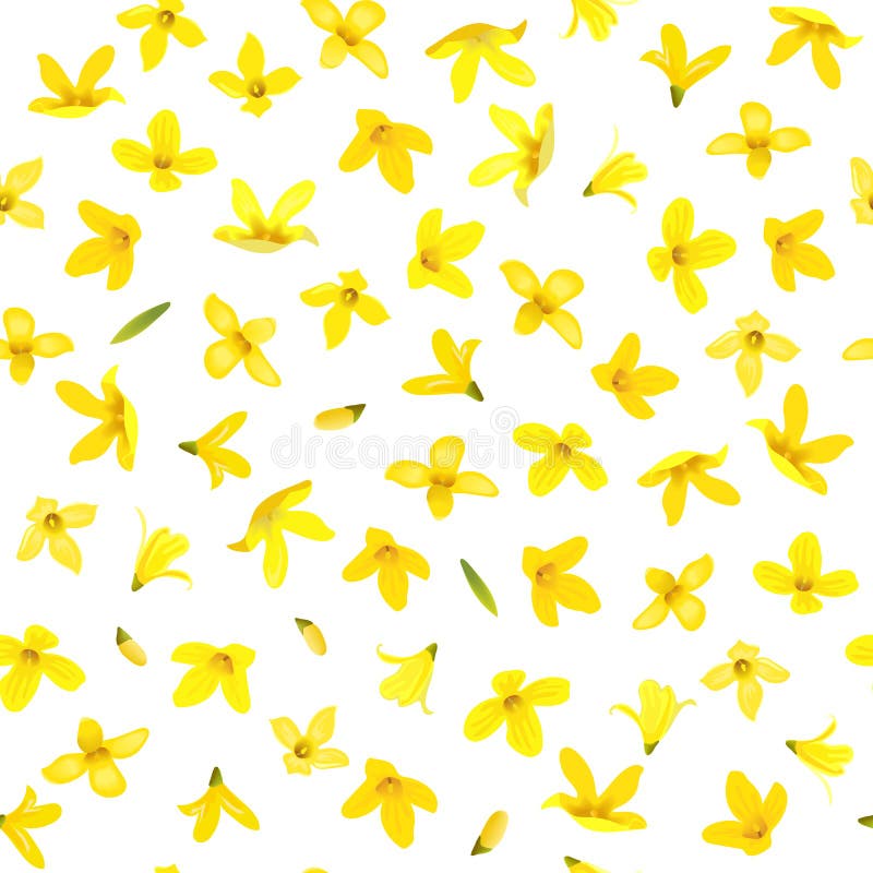 Modèle sans couture d'or de Bell, suspensa de forsythia, branche de ressort avec les fleurs jaunes de floraison photos stock Modèle sans couture d'or de Bell, suspensa de forsythia, branche de ressort avec les fleurs jaunes de floraison photos stock