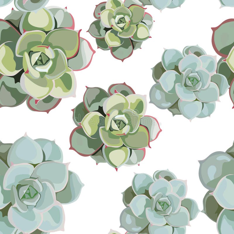 Modèle sans couture de fleur de ressort de vecteur avec des succulents Conception tendre élégante pour le fleuriste illustration libre de droits Modèle sans couture de fleur de ressort de vecteur avec des succulents Conception tendre élégante pour le fleuriste illustration libre de droits