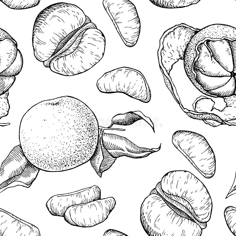 Modèle sans couture de mandarine tirée par la main de vecteur illustration libre de droits Modèle sans couture de mandarine tirée par la main de vecteur illustration libre de droits