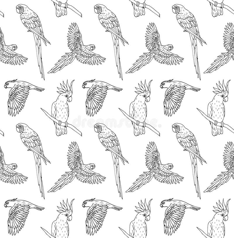Modèle sans couture de vecteur de la ligne à l'encre noire vol tiré par la main de perroquet et se reposer sur le fond blanc illustration de vecteur Modèle sans couture de vecteur de la ligne à l'encre noire vol tiré par la main de perroquet et se reposer sur le fond blanc illustration de vecteur