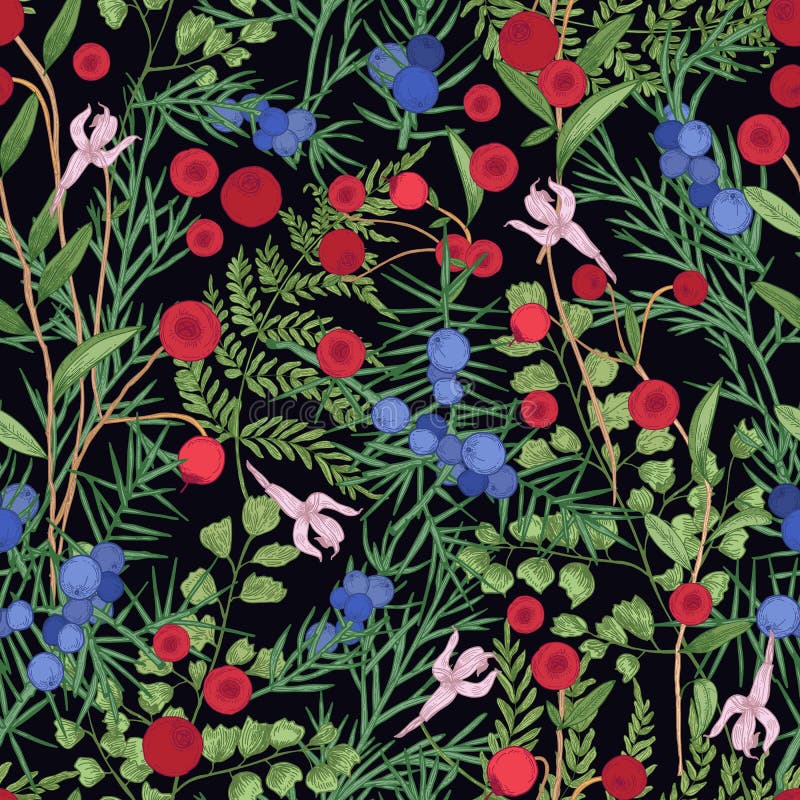 Modèle sans couture naturel avec la canneberge sauvage, les brins de genévrier et la fougère sur le fond noir Contexte floral mag illustration de vecteur Modèle sans couture naturel avec la canneberge sauvage, les brins de genévrier et la fougère sur le fond noir Contexte floral mag illustration de vecteur